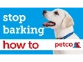 How to Train Your Dog to Stop Barking Petco