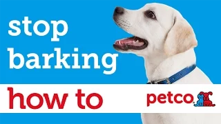 How to Train Your Dog to Stop Barking Petco