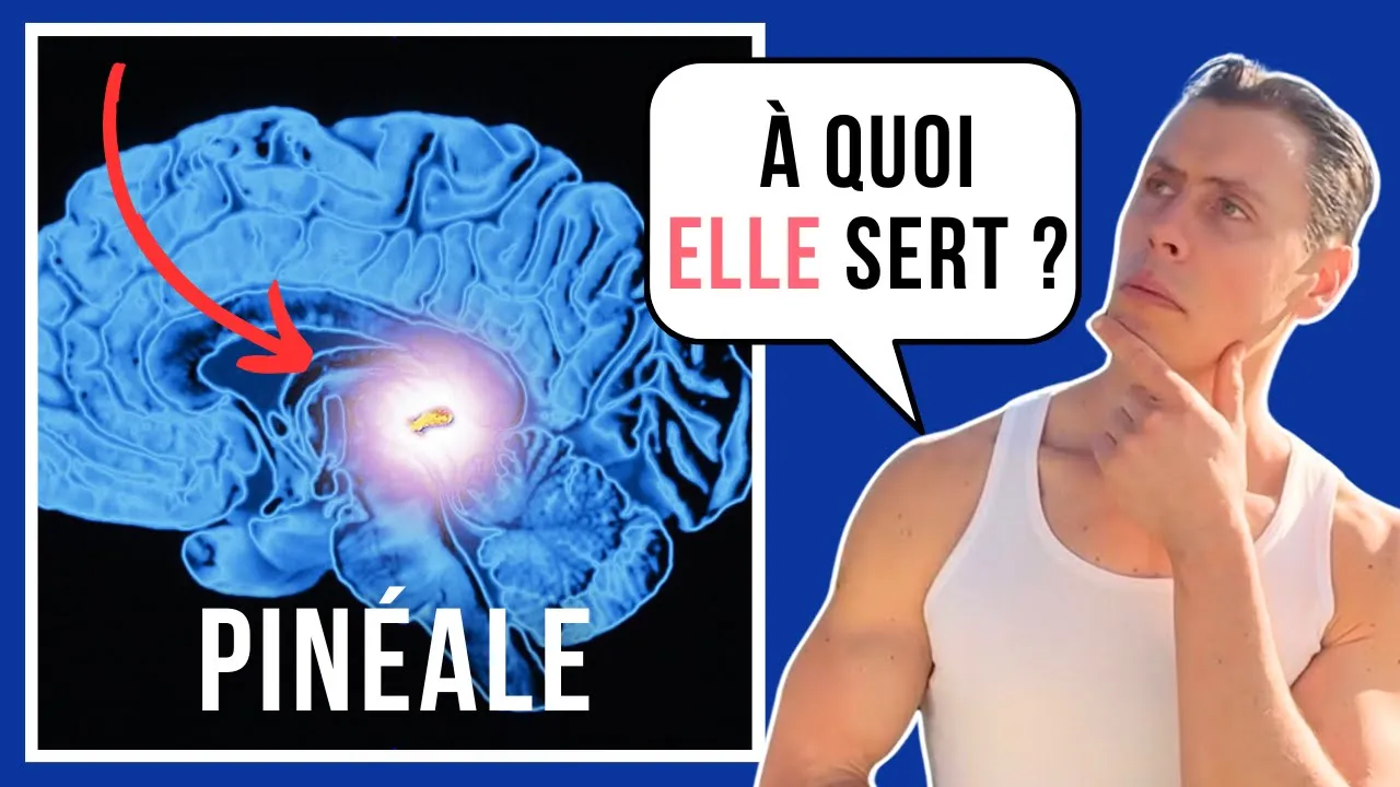 Glande pinéale, l'hypothalamus et la pituitaire: Le système endocrinien épisode I