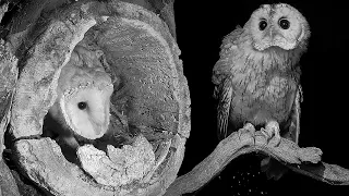 Curious Tawny Owl Fledgling Is Not Welcome | Gylfie | Robert E Fuller