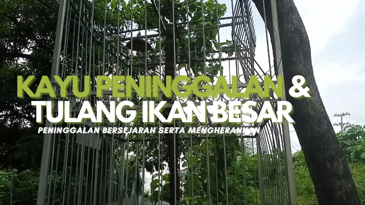Kayu Peninggalan ( Sunan BONANG )!! Serta Umpak Tulang Ikan Besar...