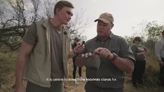 Protecting Our Rhinos | MalaMala Game Reserve