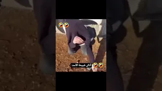 ابو محمد الجولاني   سمعها