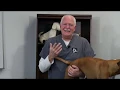 Sport Dog PetMassage for Active and Athletic Dogs