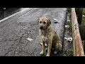Abandoned In Danger 4 Rescues That Will Restore Your Faith In Humanity