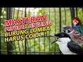 Lagu MASTERAN PETULAK JINGJING GEREJA TARUNG TENGKEK BUTO BURUNG LOMBA HARUS COBA