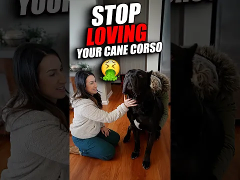 Why LOVING Your Cane Corso Breaks Them #shorts #canecorso #dog