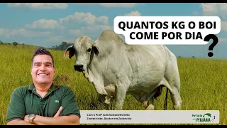 Quantos kg de alimento um boi come dia?