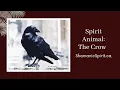 Animal Spirit Guide The Crow Shamanic Power Animal Crow Symbolism Raven Symbolism