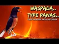 Download Lagu Setingan Lomba Murai Tipe Panas \u0026 Setingan Harian Murai Tipe Panas \u0026 Ciri fisik Murai Tipe Panas ‼️