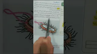 المعلمين العلوم للصف الرابع الابتدائي م البكتريا 