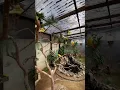 Download Lagu aviary canary #birds #kicaumaniabird #burung #kenari #aviary #canarias #canary