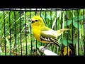 Download Lagu Tes Mental Burung Sirtu Gacor Full Isian // Cipoh VS 1 Burung Cendet