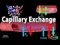 Capillary Exchange and Edema Animation