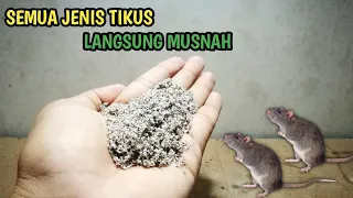 cukup taburkan bubuk ini rumah bebas tikus selamanya