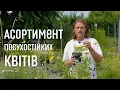 Download Lagu ЛАНДШАФТНИЙ ДИЗАЙН | АСОРТИМЕНТ ПОСУХОСТІЙКИХ КВІТІВ