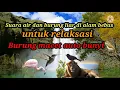 Download Lagu Suara air dan burung liar di alam bebas.Dalam hitungan detik burung macet langsung bunyi.