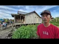 Download Lagu KEGIATAN PAK MARWANTO BERKEBUN \u0026 BETERNAK  DI LAHAN TRANSMIGRASI SEPUNGGUR,BULUNGAN KALIMANTAN UTARA