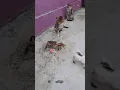 Download Lagu Seru banget! kepiting sama kucing pada ribut 🤣 #animals ##shorts #kucinglucu #kucing