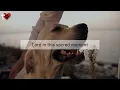 This Prayer Saved My Dog’s Life - Urgent Healing for Sick Pets – prayer for dogs