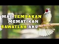 Download Lagu Mengenal Lebih Dekat Burung Kapas Tembak | REVIEW BURUNG KAPAS TEMBAK