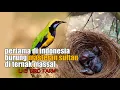 Download Lagu PENANGKAR BURUNG CUCAK CUNGKOK TERBESAR - PERTAMA DI INDONESIA