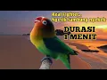 Download Lagu Lovebird Fighter Durasi 1 menit up... Masteran Lovebird ngetik lanjut ngekek Mantap