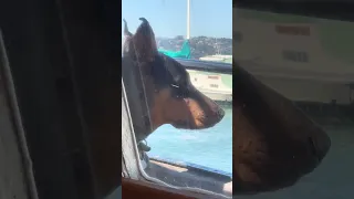 Relaxing in the shade #fyp #dream #doberman #pets #youtube