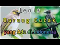 Download Lagu Jenis Burung Cucak yang Ada di Indonesia MP3