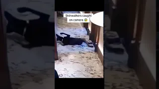 Skinwalker Caught Shapeshifting On Camera