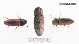 Как прыгнуть высоко в небо из положения лёжа на спине. Техника щелкуна. // Clever Cricket