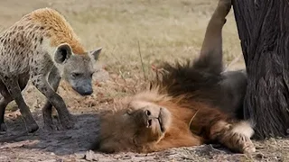 مدهش حيوانات شجاعة حطمت الاسود المفترسة واذاقتها مرارة الهزيمة شئ لا يصدق عالم الحيوان  مدهش حيوانات شجاعة حطمت الاسود المفترسة واذاقتها مرارة الهزيمة شئ لا يصدق عالم الحيوان