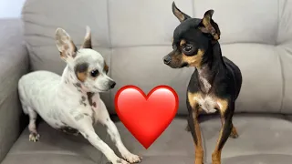 CADELA NO CIO, FÊMEA SE OFERECENDO PARA O MACHO | PINSCHER FILHOTES