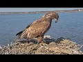 DEEP asks Connecticut residents to delay fireworks near bald eagle nests