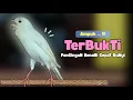 Download Lagu Kenari GACOR Panjang !!! Suara PANCINGAN KENARI PAUD Belajar BUNYI Ngeriwik - MASTERAN Kenari PAUD