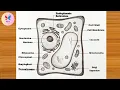 Plant Cell Diagram Easy How to Draw Plant Cell Drawing Step-by-Step labeled Science Project