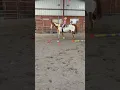 Download Lagu Riding lesson with grandma #horse #equestrian #babygirl #cowgirl #farming