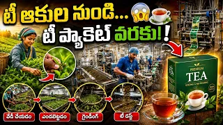టీ ఆకుల నుంచి… టీ ప్యాకెట్ వరకు! 😱🍵 | From Fresh Tea Leaves to Packaged Tea | Tea Factory Process
