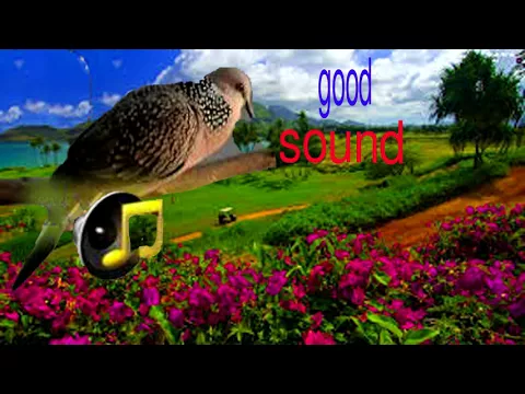 Download MP3 Dove sound,Amazing dove sound,dove