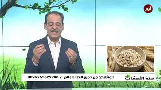 فوائد صحية وجمالية ومكمل غذائي ودواء لأجسامنا الشوفان مع خبير الاعشاب حسن خليفة جنة الاعشاب 