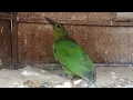 Download Lagu UPDATE STOK \u0026 HARGA ABADI BIRD PALMERAH KOMPLIT! 22/8/2025