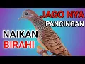 Download Lagu Perkutut lokal SI RAJA pikat - sekali bunyi yg lain ikut bunyi นกเขา, youtube funny, สำหรับเด็ก,