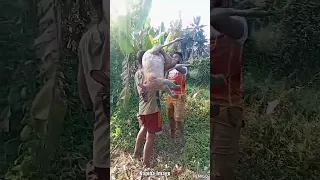 Wild Wallaby Caught for Supper 🐕