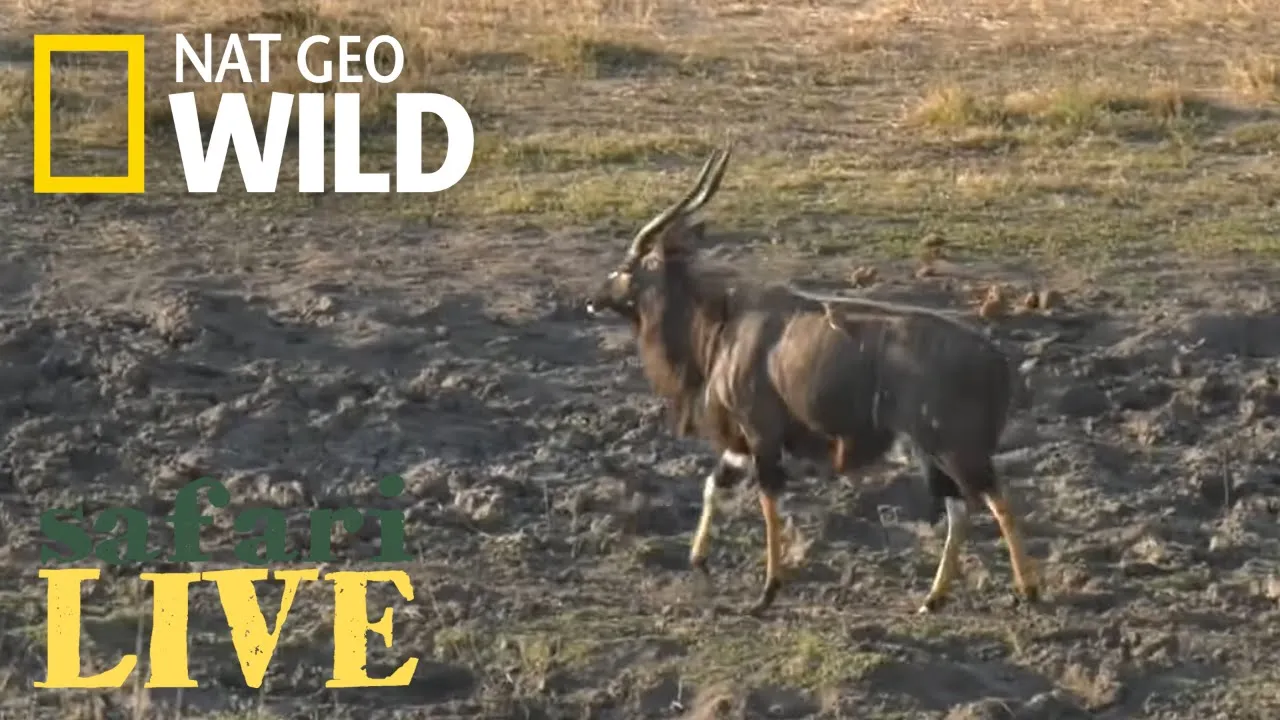 Safari Live - Day 2 | Nat Geo WILD