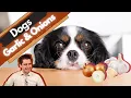 Garlic and Onion toxicity in dogs What to expect and do if your dog eats garlic or onions