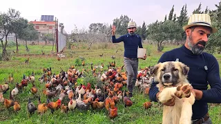 اخيرا طردت الكلاب خارج بيت الدجاج لكن ردة فعل الكلاب كانت صادمه