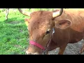 Cattle warts - a natural cure experiment Part 2