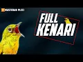 Download Lagu 🔴 LIVE masteran PLECI full tembakan KENARI sebagai pancingan pleci gacor #masteranplecigacor