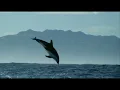 The Beauty of Life and Earth, Whisper of a Thrill Thomas Newman HD