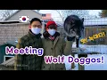AMWF Wolf tour at Howling Woods Farm VLOG